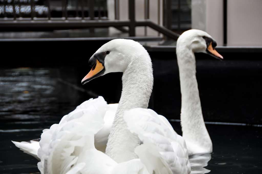 Embassy Suites By Hilton Dulles Airport Herndon Luaran gambar